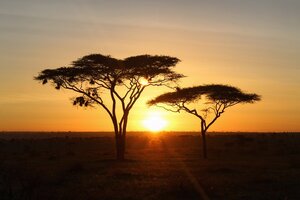 Serengeti+Sunrise