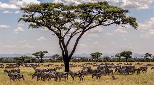 Serengeti+Wildlife