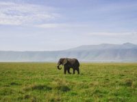 NgorongoroCrater_Elephant2