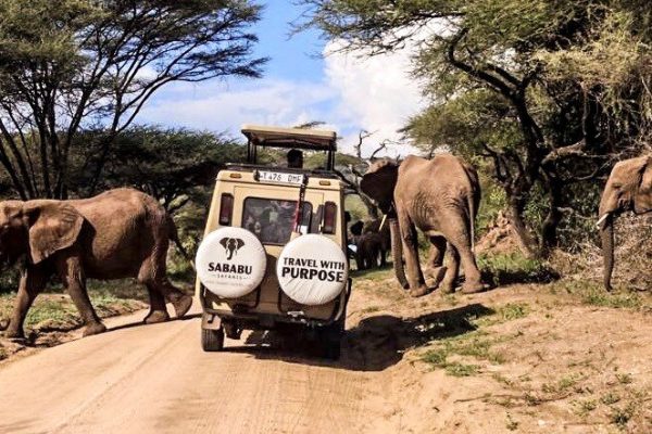 Sababu+Elephants