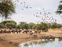 Tarangire