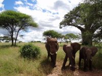 TarangireNationalpark_Elephants5