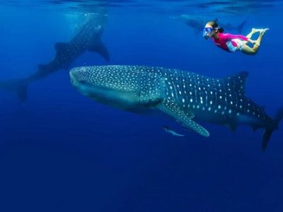 Whale+Sharks