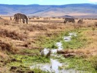 Wildlife+in+Ngorongoro