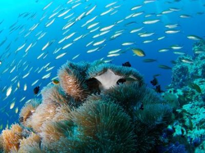diving2