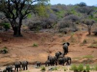 elephants-on-brown-mountain-631317